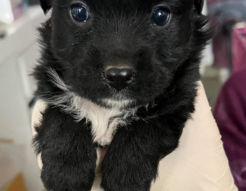 Die kleine schwarze Welpenhündin Daphne wird in den Händen gehalten und schaut schüchtern in die Kamera.