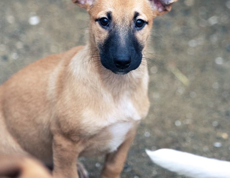 Khaleesi schaut freundlich in die Kamera.
