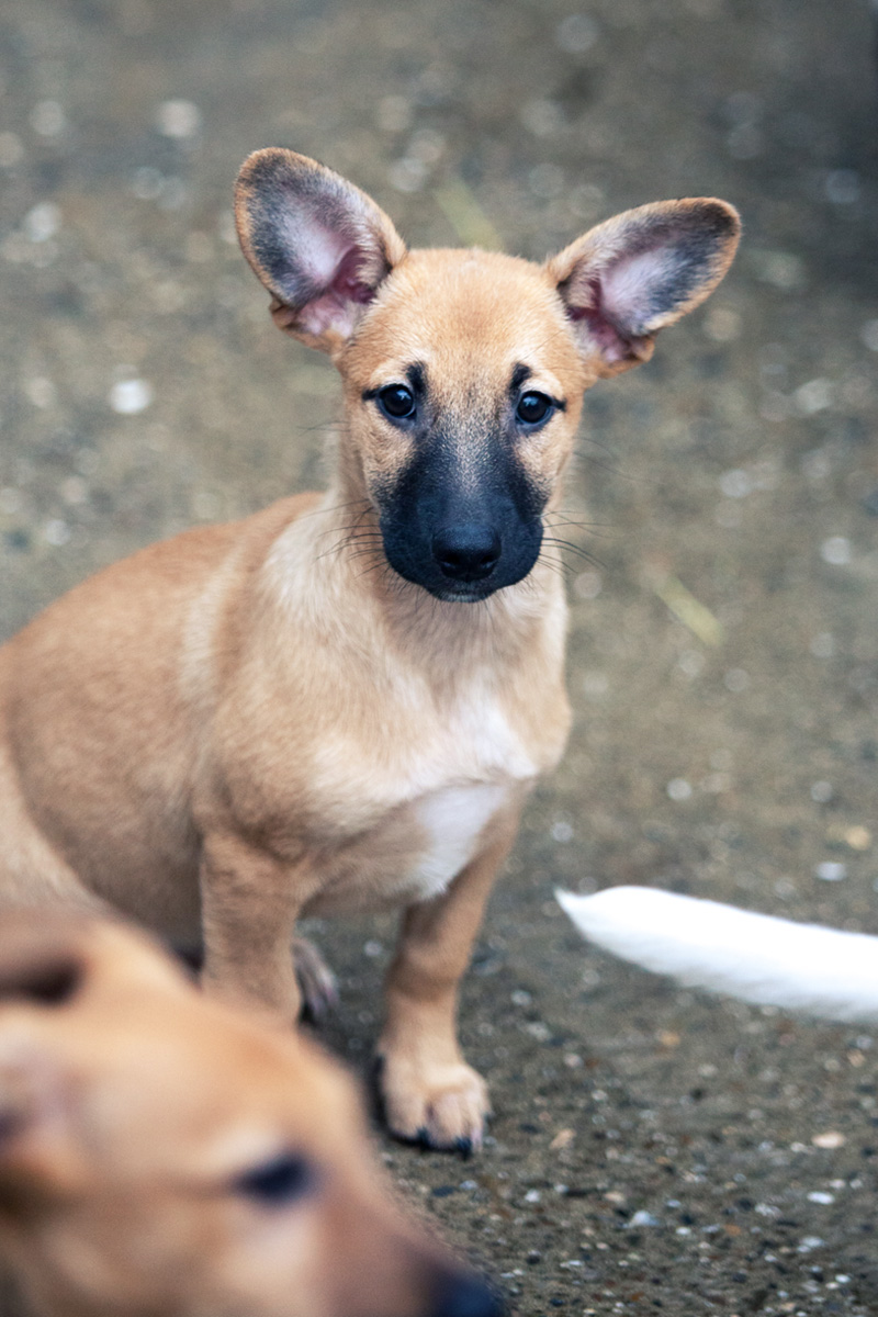 Khaleesi schaut freundlich in die Kamera.