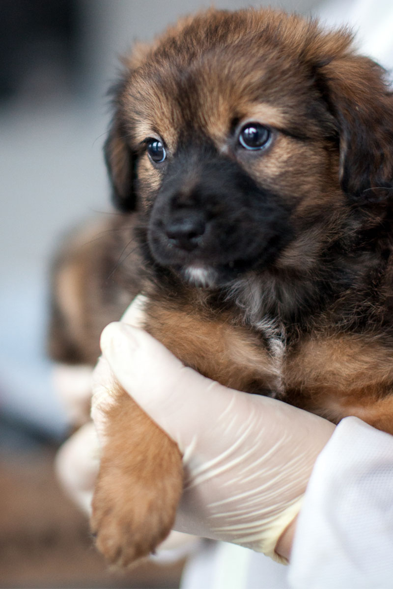 Kleine braune Penelope mit schwarzer Schnauze wird auf dem Arm gehalten.