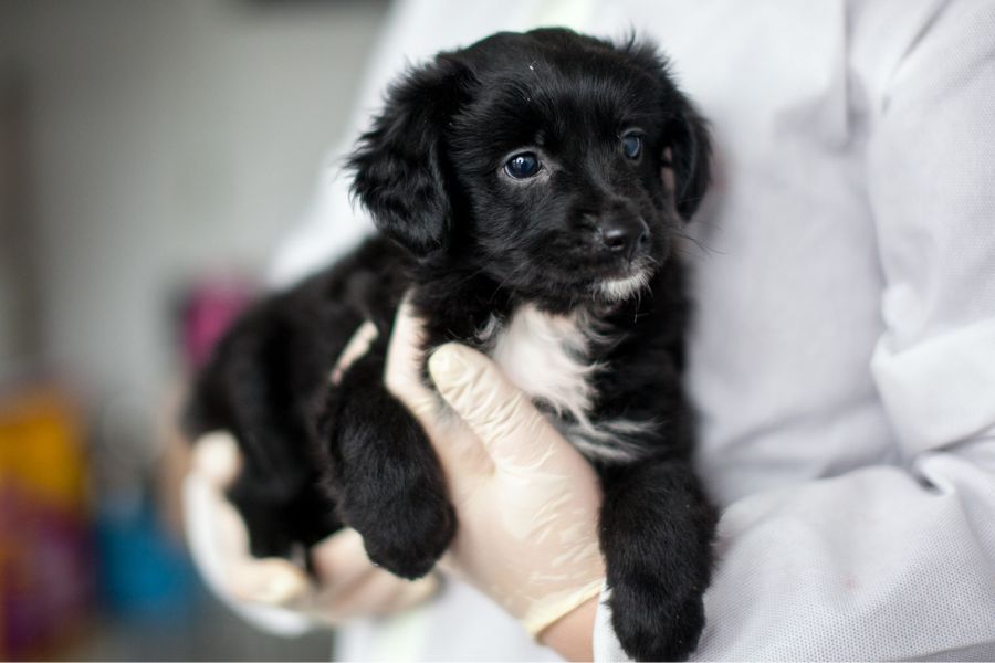 Schwarz-weißer Welpe wird auf Arm gehalten.