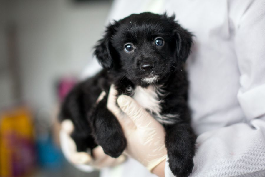 Schwarz-weißer Welpe wird auf Arm gehalten.