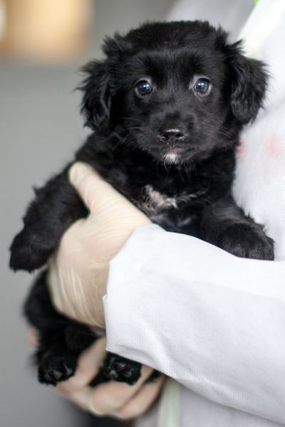 Welpe Eloise wird auf dem Arm gehalten.