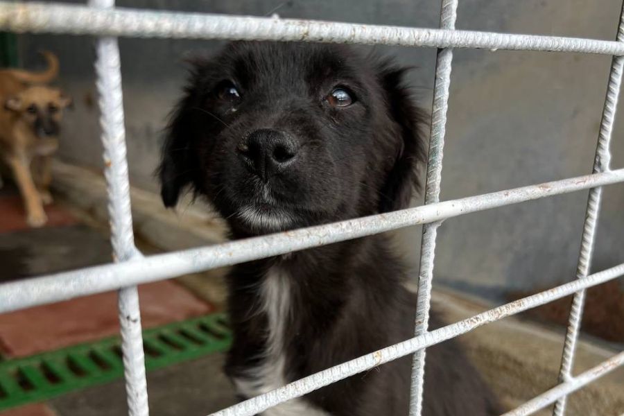Das schwar-weiße Welpenmädchen Mai schaut durch die Gitterstäbe.