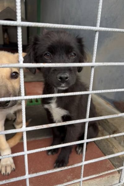 Das schwar-weiße Welpenmädchen Mai schaut durch die Gitterstäbe.