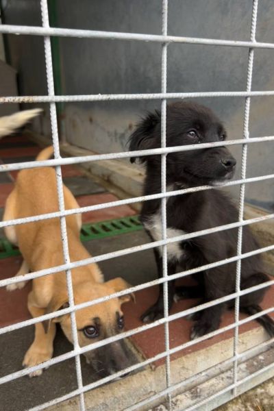 Das schwar-weiße Welpenmädchen Mai schaut durch die Gitterstäbe.