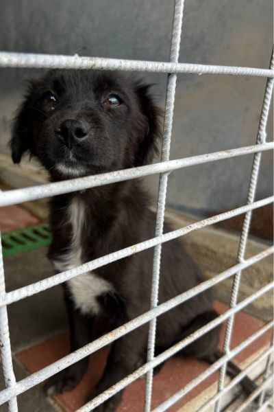 Das schwar-weiße Welpenmädchen Mai schaut durch die Gitterstäbe.