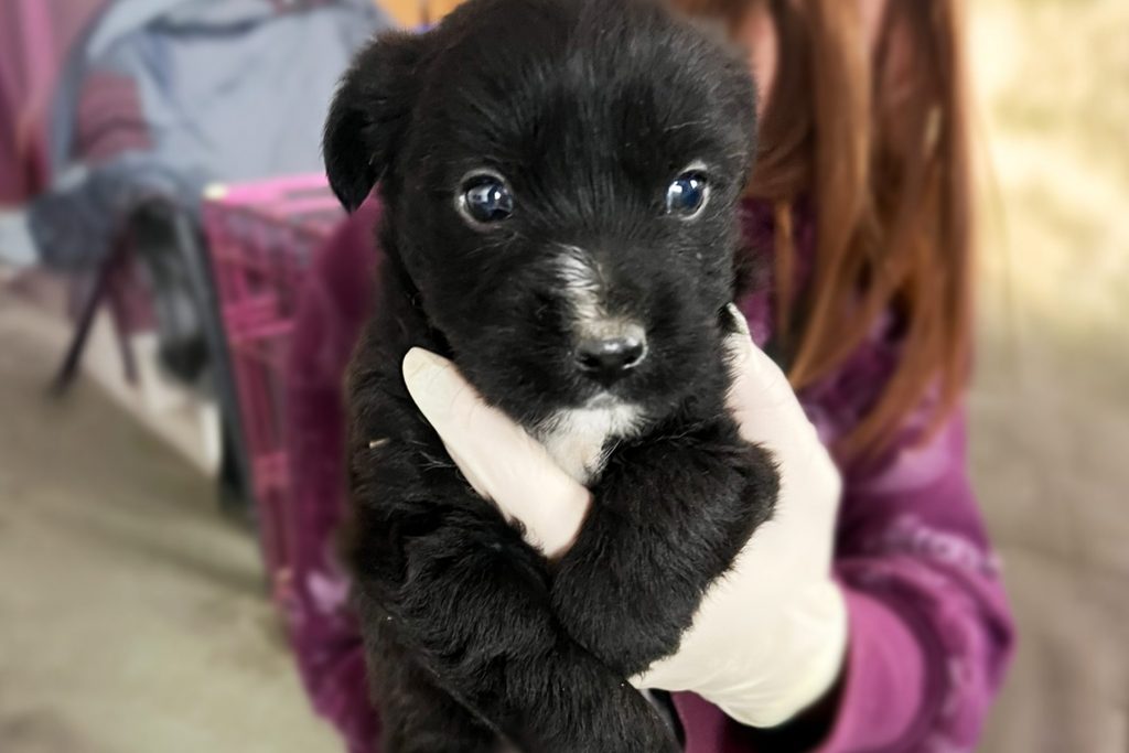 Der kleine schwarze Welpe Anthony wird in den Händen gehalten und schaut schüchtern in die Kamera.