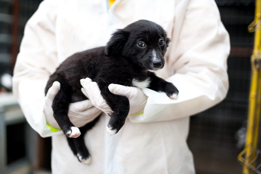 Schwarzer Welpe wird auf dem Arm gehalten