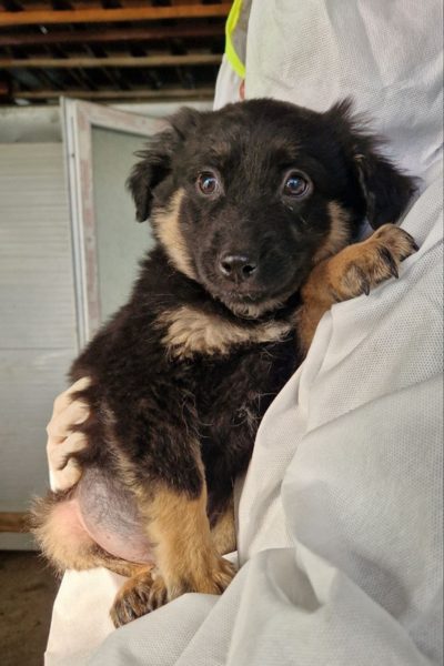 schwarz beiger Welpe liegt im Arm und schaut in die Kamera