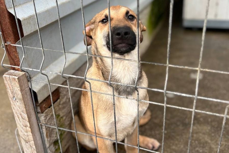 Azula sitzt in ihrem Shelter und schaut traurig durch das Gitter.