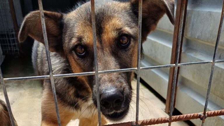 Hund steht hinter Gittern und schaut Richtung Kamera.