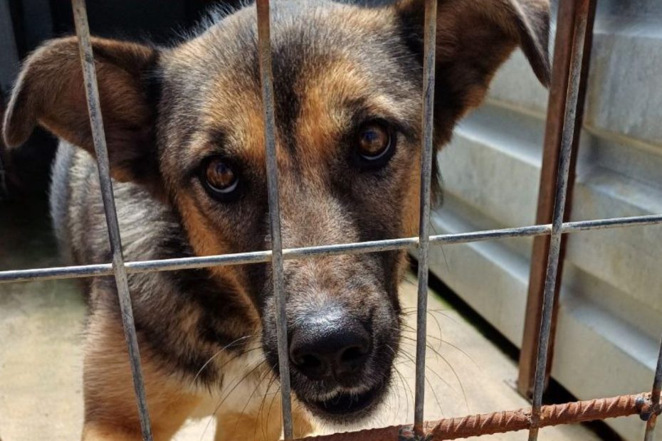 Hund steht hinter Gittern und schaut Richtung Kamera.
