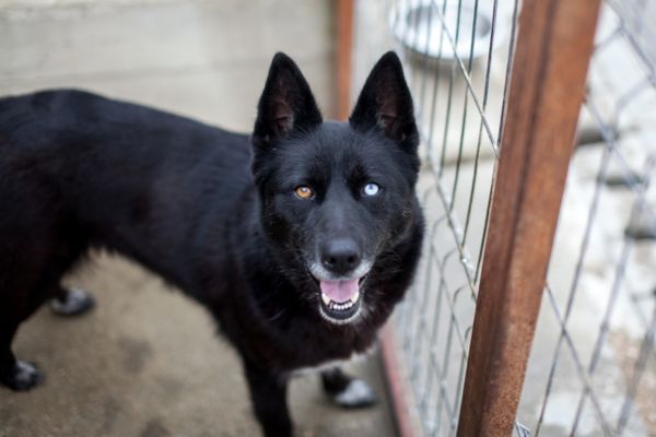 Delany steht am Gitter und schaut aufmerksam hoch.