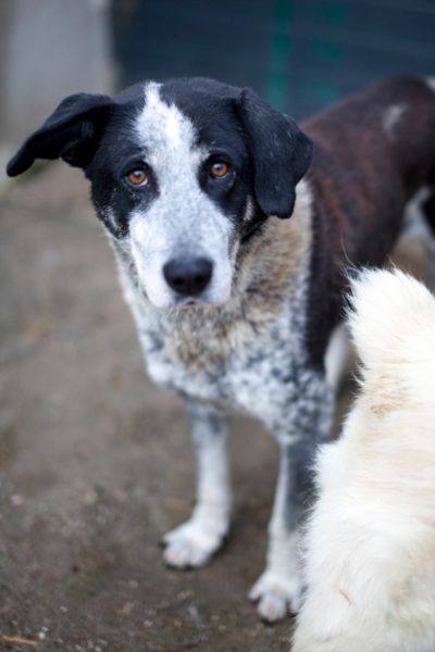 Rüde Ornilo schaut hoch in die Kamera.