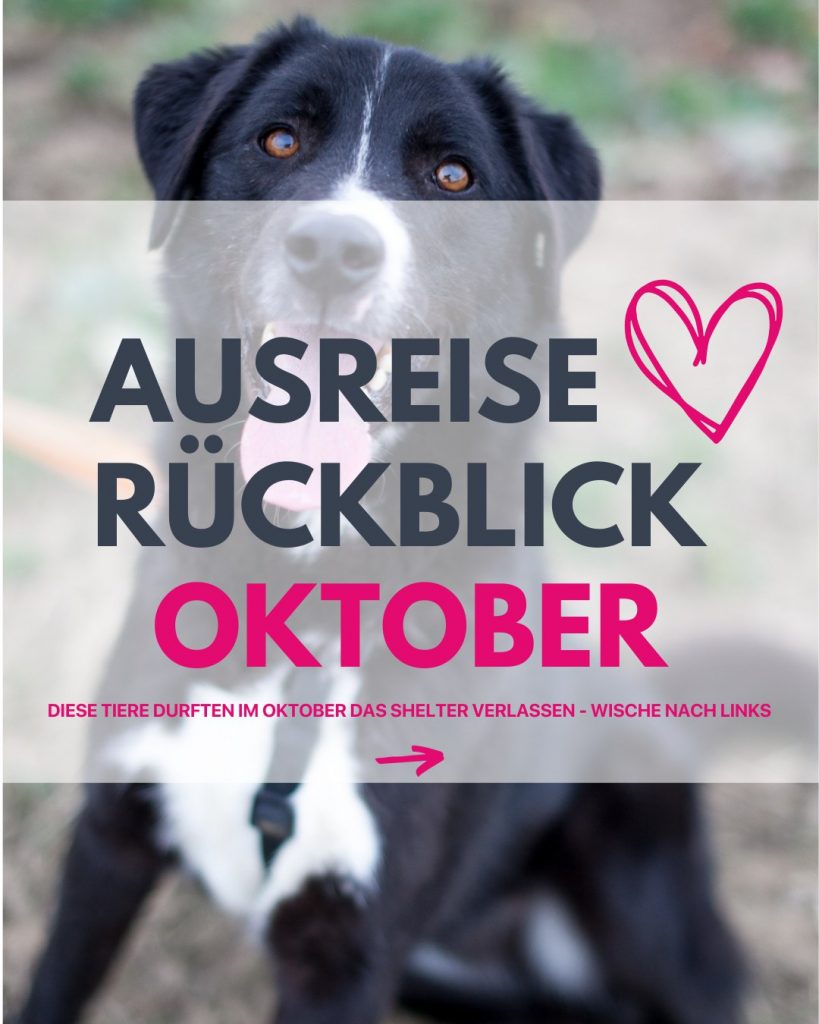 Ausreise-Rueckblick-Oktober-01-2025-Hunderettung-Europa
