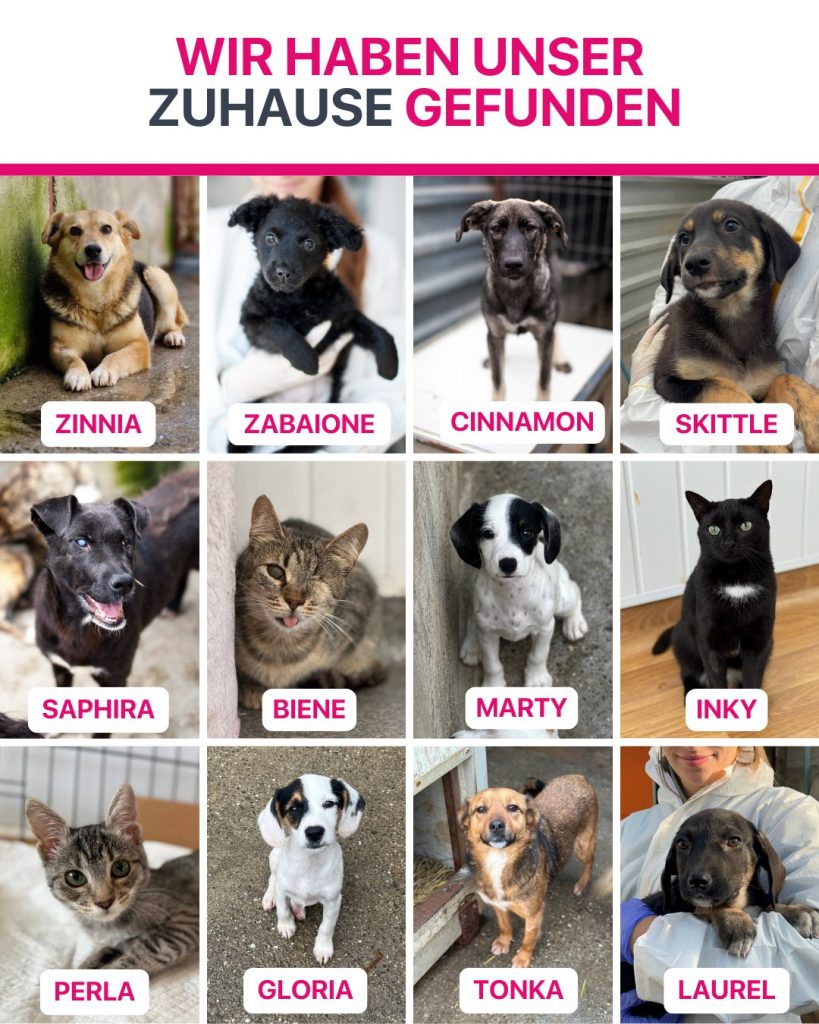 Ausreise-Rueckblick-Oktober-02-2025-Hunderettung-Europa