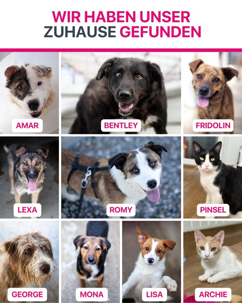 Ausreise-Rueckblick-Oktober-03-2025-Hunderettung-Europa