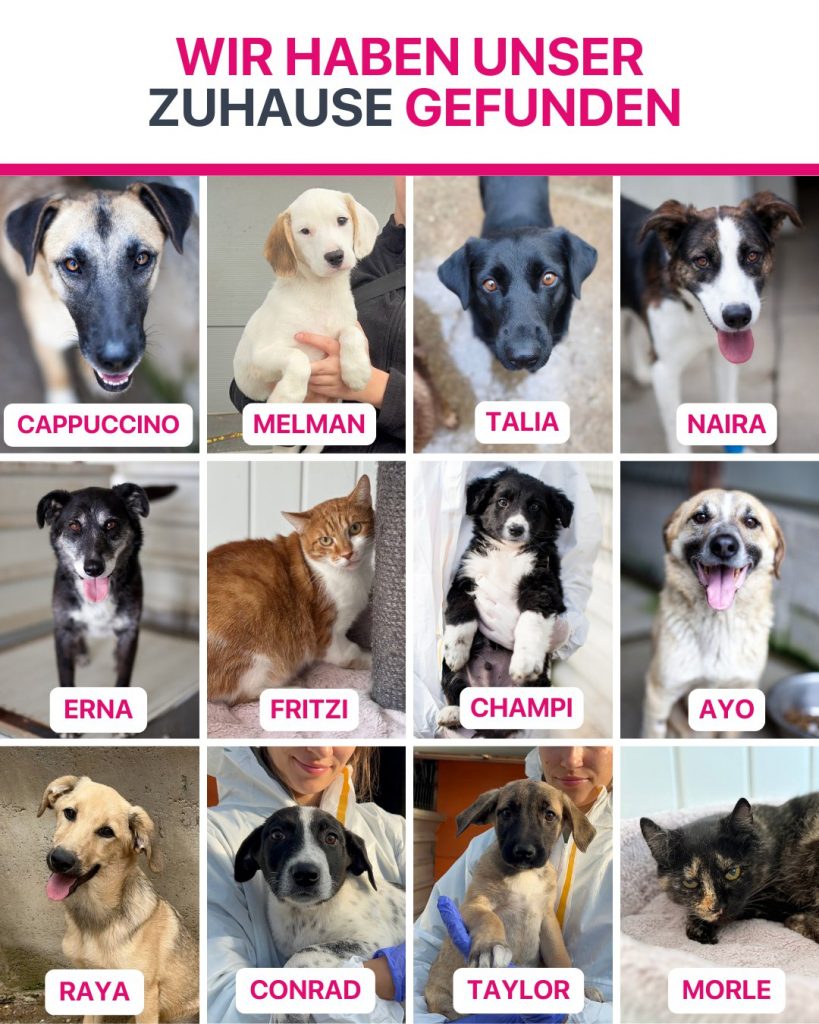 Ausreise-Rueckblick-Oktober-04-2025-Hunderettung-Europa