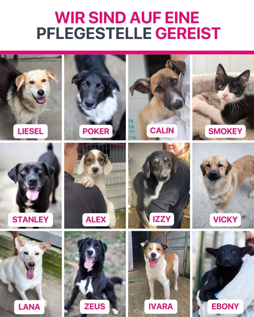 Ausreise-Rueckblick-Oktober-05-2025-Hunderettung-Europa