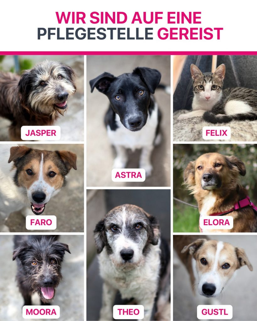 Ausreise-Rueckblick-Oktober-06-2025-Hunderettung-Europa