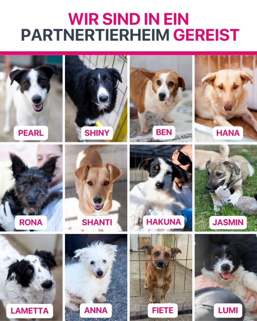 Ausreise-Rueckblick-Oktober-07-2025-Hunderettung-Europa