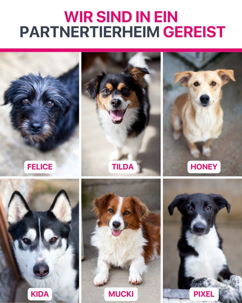 Ausreise-Rueckblick-Oktober-08-2025-Hunderettung-Europa