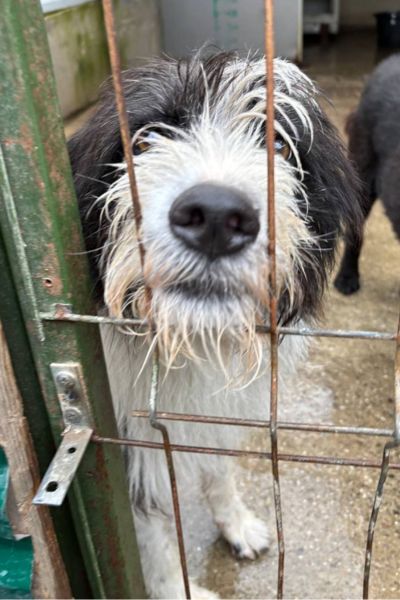 Drax steckt seine Schnauze durch die Gitterstäbe