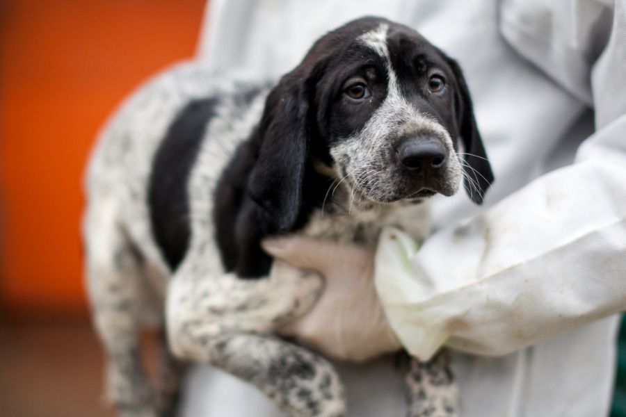 George ist auf dem Arm