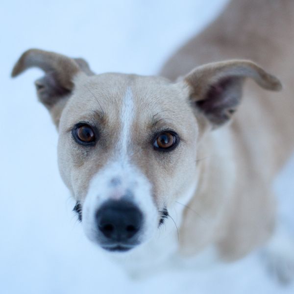 Beiger Hund im Schnee schaut nach oben!