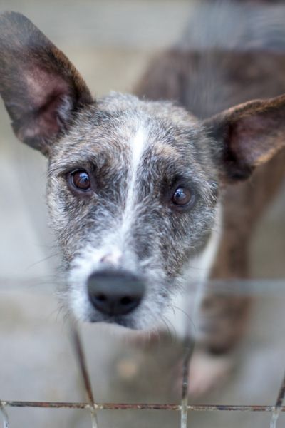 Hund blickt durch das Zwingergitter nach oben in die Kamera.