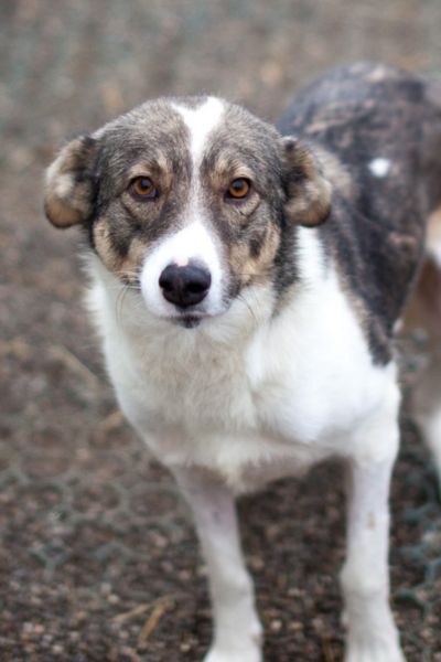 Hündin Aurelia blickt traurig nach oben in die Kamera.