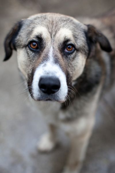 Rüde Don blickt traurig in die Kamera.
