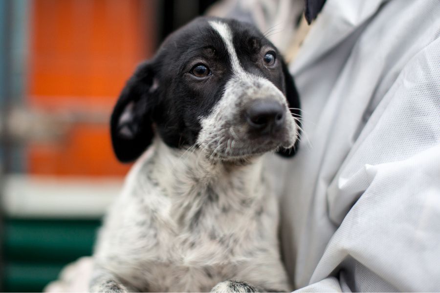 Lexie ist auf dem Arm und schaut seitlich.