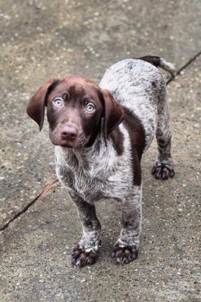 Hund mit weiß-braunem Fell schaut hoch in die Kamera