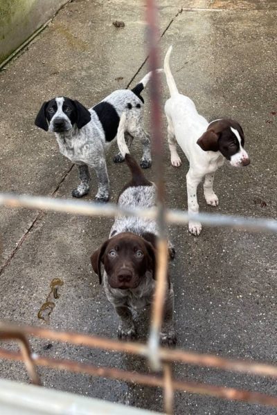 Welpen mit schwarzem, weißem und braunem Fell schauen aus dem Zwinger durch das Gitter in die Kamera