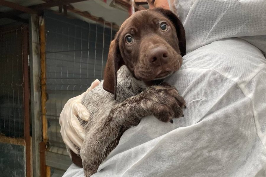 Welpe mit weiß-braunem Fell wird in den Arm genommen