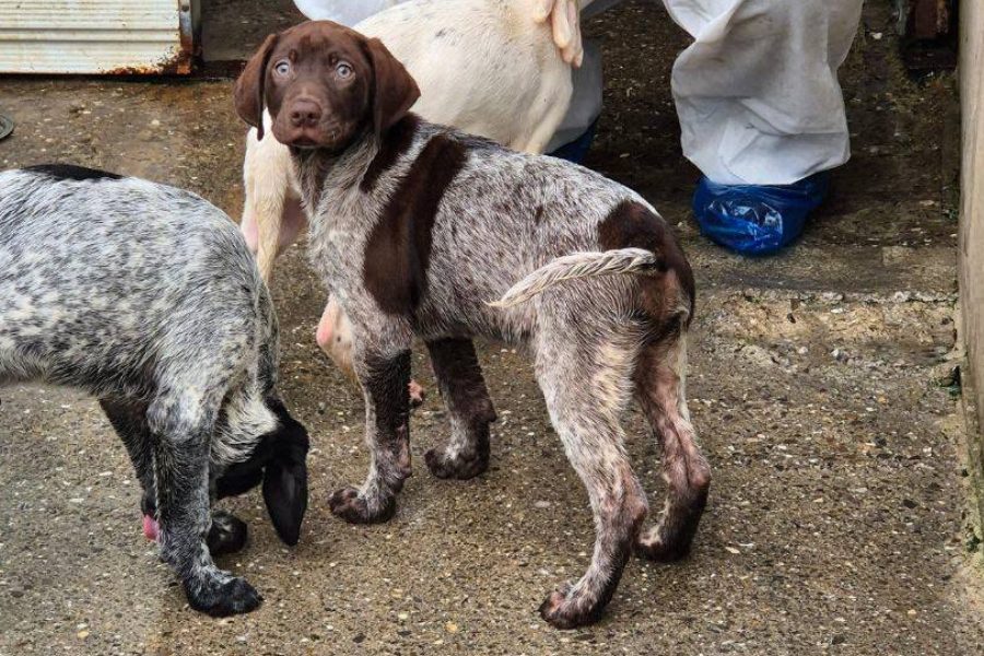 Hund mit weiß-braunem Fell schaut hoch in die Kamera