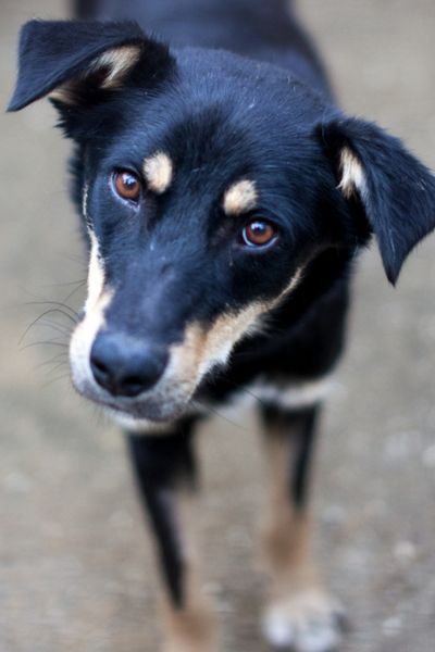 Hund sieht neugierig in die Kamera