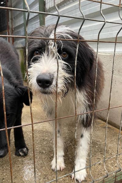 Schwarz-weißer wuscheliger Rüde Drax hinter den Zwingergittern