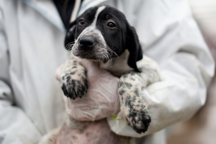 Lexie wird auf dem Arm gehalten und schaut in die Kamera.