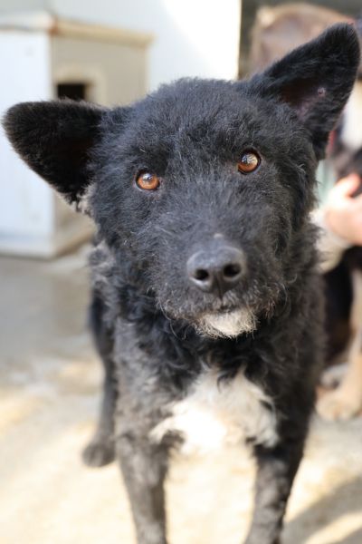 Kenny blickt mit aufgestellten Ohren neugierig in die Kamera.