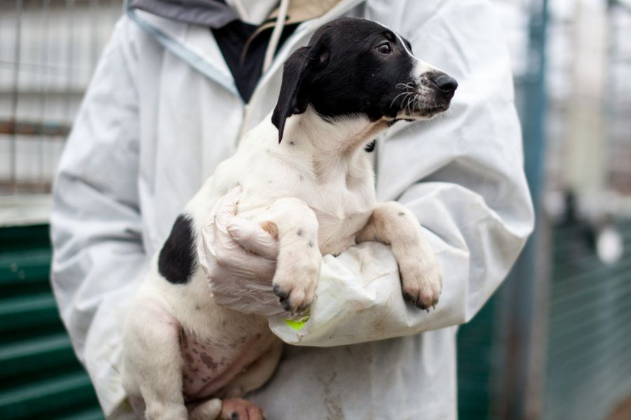Welpenmädchen Cristina sitzt in den Armen eines Pflegers und blickt neugierig zur Seite.