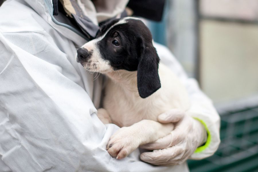 Meredith liegt in den Armen eines Pflegers und blickt neugierig zur Seite.