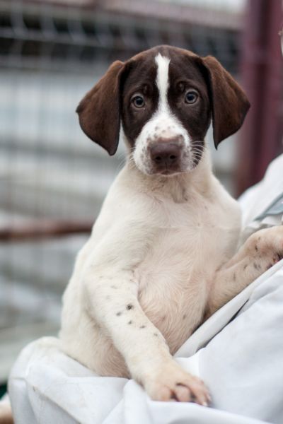 Der braun-weiße Welpe Derek wird hochgehalten und schaut in die Kamera