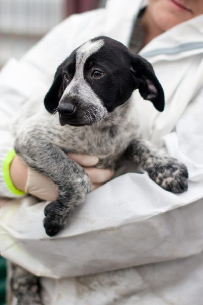 Welpe mit schwarz-weißem Fell wird getragen und schaut zur Seite.