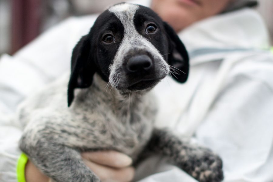 Welpe schaut in die Kamera