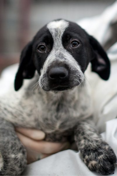 Welpe schaut in die Kamera