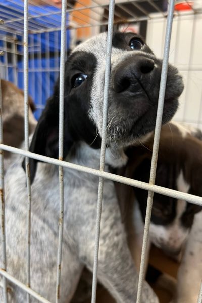 Welpe mit schwarz-weißem Fell sitz im Zwinger und schaut in die Kamera.