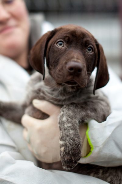 Welpe mit braunem Fell wird getragen und schaut in die Kamera.